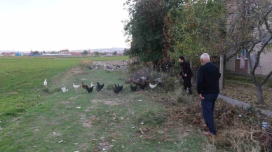 Mahalleli tavuklarını köpeklerden korumak için çobanlık yapıyor