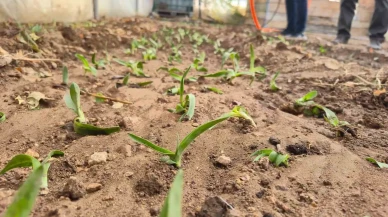 Kadın Üreticilere Salep Fidesi Desteği