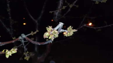 Eskişehir’de Zirai Don Alarmı! Gece Sıcaklıkları Sıfırın Altına Düşecek