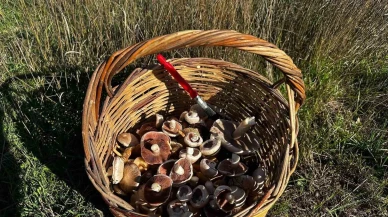 Mantar Zehirlenmelerine Dikkat: Halk Sağlığı Uzmanından Önemli Uyarı