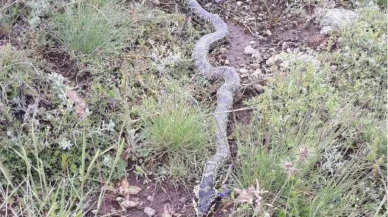 Yaylada Görülen Engerek Yılanı Görenleri Korkuttu