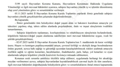 İstanbul Belediyesi’ne Yeni Talimat: Sokak Hayvanlarına Kontrolsüz Besleme Yasaklandı