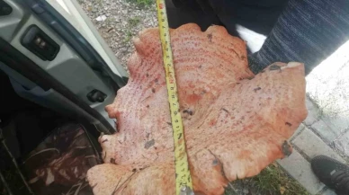 Kütahya’da Vatandaşın Bulduğu Dev Mantar Bölge Halkını Hayrete Düşürdü