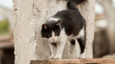 Sokak Kedileri Marketlerin “Müdavimi” Oldu