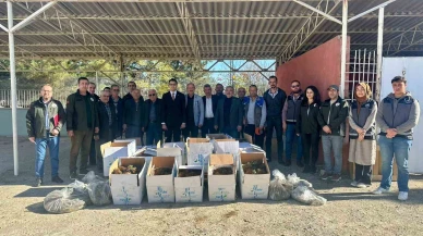 Pazaryeri’nde 42 Bin ’Albion’ Çilek Fidesi Üreticilere Dağıtıldı