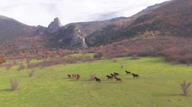 Eskişehir’de Belgeseli Aratmayan Anlar: Yılkı Atları 4 Nala Görüntülendi