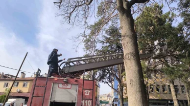 Ağacın tepesinde mahsur kalan kedi su fışkırtma yöntemiyle kurtarıldı