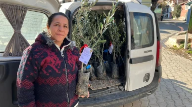 Sakarya Vadisi’nde Zeytincilik Güçleniyor