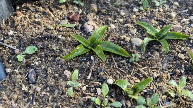 Nesli Tehlikedeki Salep Eskişehir’de Yeniden Üretiliyor