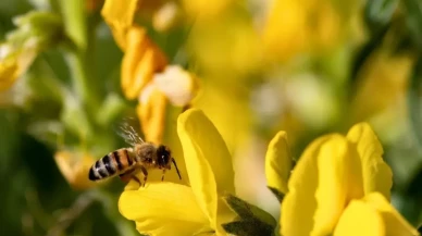 Afyonkarahisar’ın Nadir Hazinesi: Eber Sarısı Tehlike Altında mı?