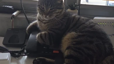 Eskişehir’de Hayvansever Taksi Durağı Örnek Oluyor