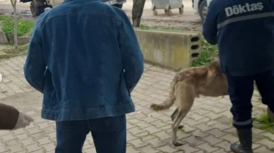 Osmaneli Tarım Müdürlüğünden Evcil Hayvanlara Mikroçip Uygulaması
