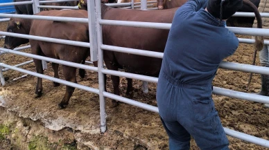 Brezilya’dan Gelen Gebe Düveler Sağlık Kontrolünden Geçti