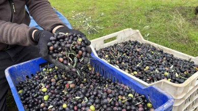 Zeytinde verim düştü, fiyat tepkisi yükseldi