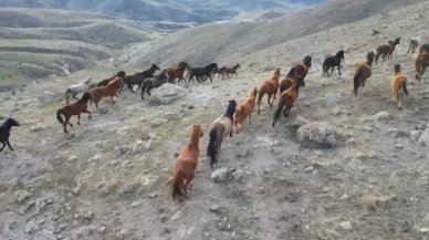 Soğuk havada yiyecek arayan yılkı atları köylere kadar indi