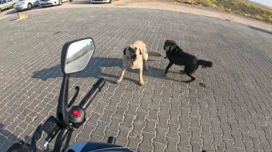 Eskişehir'de Motosiklet Sürücüsü Başıboş Köpeklerin Saldırısından Kaçtı!