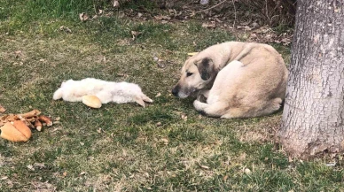 Eskişehir'de vefalı köpek ölen dostunu yalnız bırakmadı