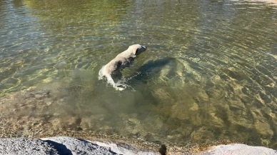 Eskişehir'de sıcaktan bunalan köpek çözümü havuzda buldu