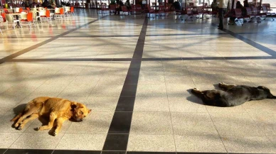 Eskişehir’de soğukta üşüyen köpekler ısınmak için otogara sığındı