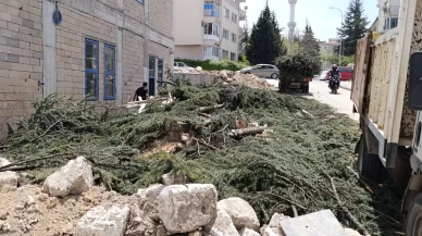 Eskişehir'de 12 Ağaç Daha Kesildi