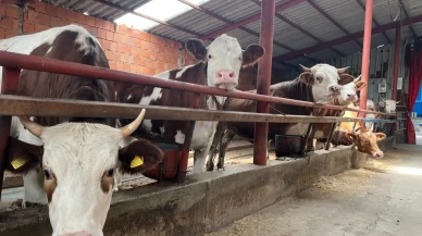 Eskişehirliler dikkat: 6 farklı noktada kurban kesim alanı belirlendi