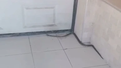 Sümer Mahallesi’nde yılan paniği: Mahalle sakinleri tedirgin