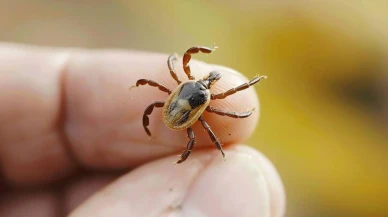 Kene alarmı! Veteriner Odası’ndan acil kamu spotu çağrısı