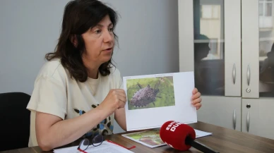 Eskişehir'de kahverengi kokarca tarımı vurdu