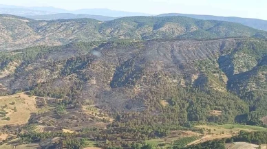 Gölpazarı’ndaki Orman Yangını Söndürüldü: 80 Hektar Kül Oldu
