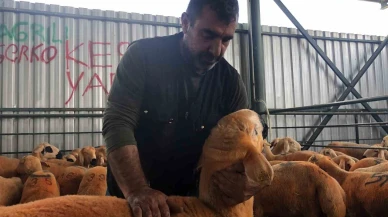 Turuncu renkli Sivas Kangal kuzuları hem renkleri hem de lezzetleriyle dikkat çekiyor