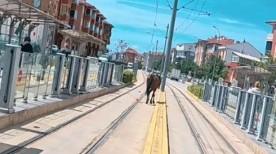 Eskişehir'de tramvay raylarında gezen başıboş at şaşkınlık yarattı
