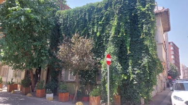 Eskişehir’de Sarmaşıklarla Kaplı Ev Doğayla Bütünleşti