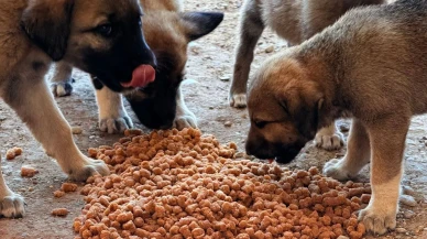 Yangın Bölgesine Hem İnsanlara Umut, Hem Can Dostlara Yuva