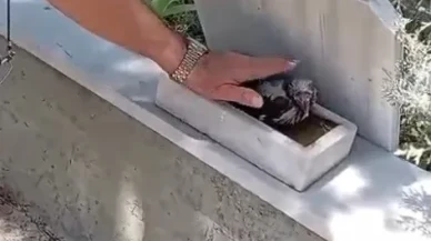 Tavşanlı’da Mezarlıkta Kendini Sevdiren Karga Görenleri Şaşırttı