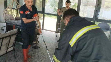 Afyonkarahisar'da Yılan Alarmı: Vatandaşlar Tedirgin!