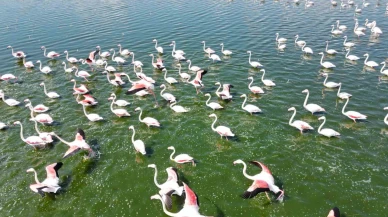 Eber Gölü’ndeki Turna Ziyareti Havadan Fotoğraflandı!