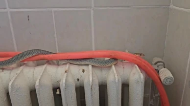 Kütahya’da Restoran Tuvaletinde Yılan Paniği