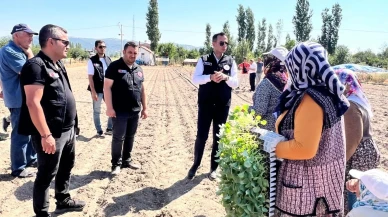 Taşoluk'ta Brokoli Üretimi Başladı: 862 Bin Fide Toprakla Buluştu