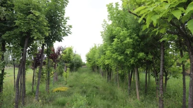 Çifteler Cumhuriyet Meydanı’ndaki ağaçların kaldırılmasıyla ilgili Büyükşehir'den açıklama
