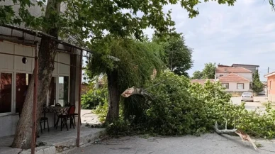 Çınar ağacı rüzgardan devrildi, şans eseri kimse yaralanmadı