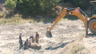 Kütahya’da Bataklığa Saplanan İnek İtfaiye Ekiplerince Kurtarıldı