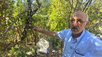 Yaz Ortasında Bahar Sürprizi: Erik Ağacı Çiçek Açtı