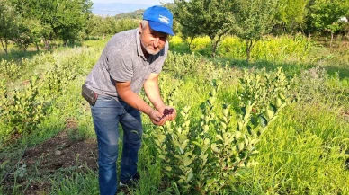 Hisarcık'ta Çiftçi, 500 Metrekarelik Alanda "Süper Meyve" Aronya Yetiştirmeye Başladı