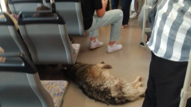Sıcaktan Bunalan Köpek Tramvaya Sığınıp Serinledi