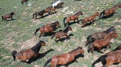 Afyonkarahisar’ın Yılkı Atları Havadan Böyle Görüntülendi