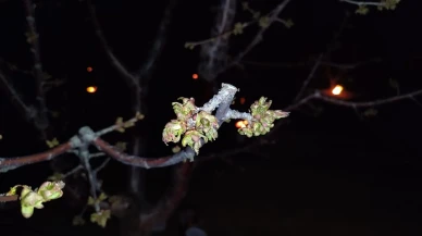 Zirai Don Zararı Gören Çiftçilere Devlet Desteği