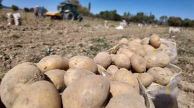 Kümbet’te Doğal Yöntemlerle Yetiştirilen Patatesin Hasadı Başladı