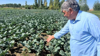 Çiftçilerin kullandığı kuyu suları 20 metreye kadar indi