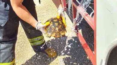 Eskişehir’de Yangından Kurtarılan Kaplumbağa Böyle Hayata Döndü