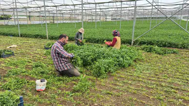 Serada Kavurucu Sıcaklığa Rağmen Üretim Devam Ediyor